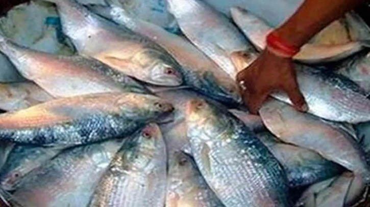 দুই মাস পর আজ ফের ইলিশ ধরা শুরু