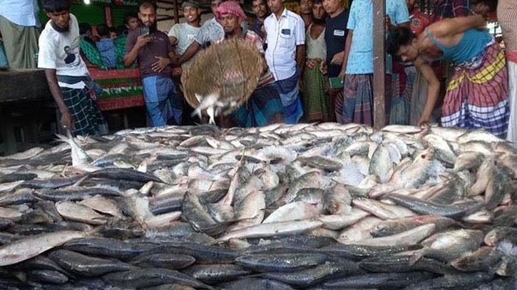 সাগরে ধরা পড়ছে ঝাঁকে-ঝাঁকে ইলিশ, জেলেদের মুখে হাসি