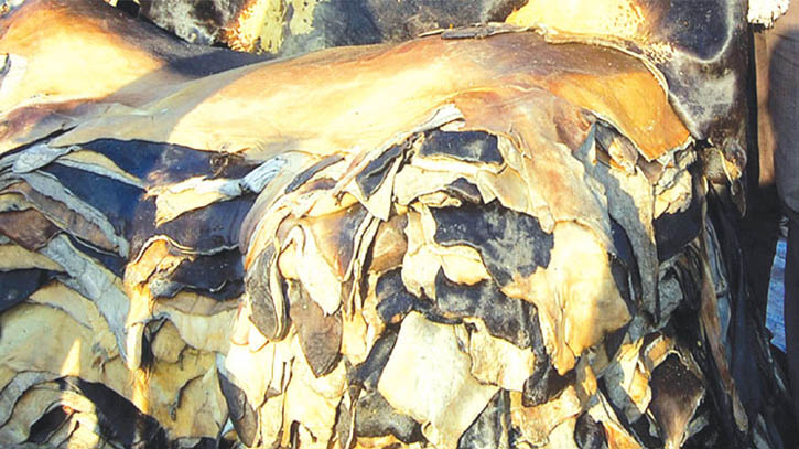 যশোরের রাজারহাটে চামড়ার হাট জমজমাট
