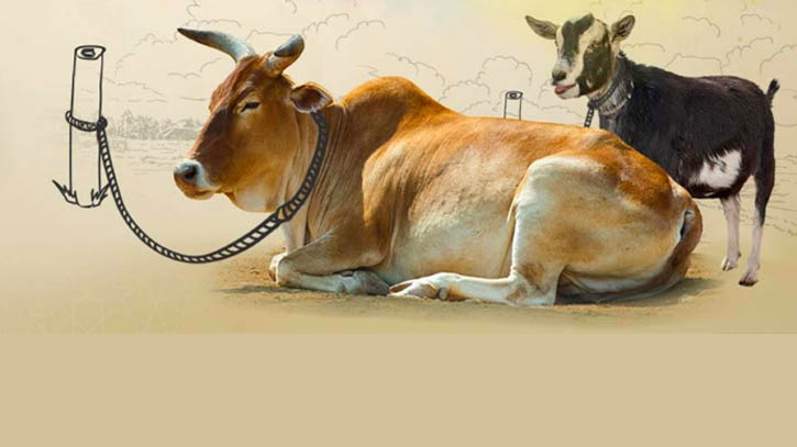 যশোরে কোরবানিতে বাইরের পশুর দরকার হবে না