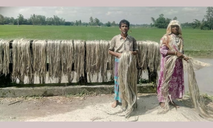 কুমিল্লায় কৃষকের মুখে হাসি ফুটিয়েছে পাট