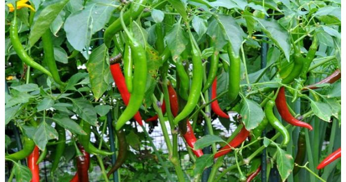 এবার নাগালের বাইরে কাঁচামরিচ