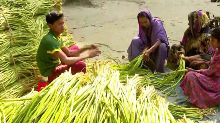 কুমিল্লার কচুর লতি রপ্তানি হচ্ছে