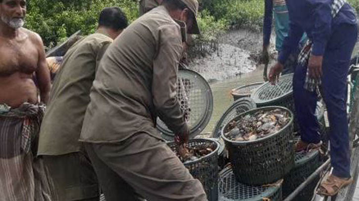নিষেধাজ্ঞার মধ্যেও সুন্দরবনে কাঁকড়া নিধন, হুমকিতে বংশবিস্তার