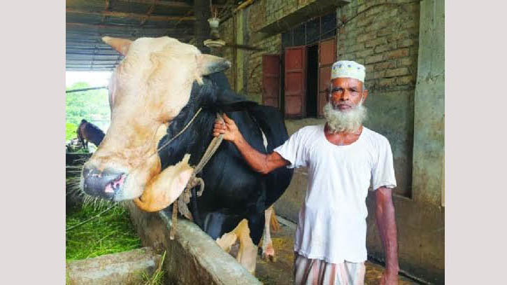 কোরবানীর হাটে উঠেছে ‘কুমিল্লার কিং’