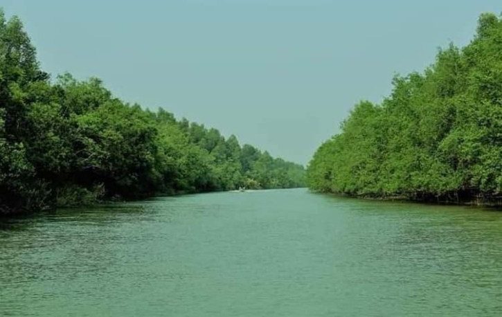 ম্যানগ্রোভ বনায়নে প্রকৃতিতে গড়ে তুলেছে নিরাপত্তা বেষ্টনি