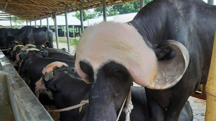 গরু-মহিষের সৌখিন খামার গড়ে সফল রেকাত আলী
