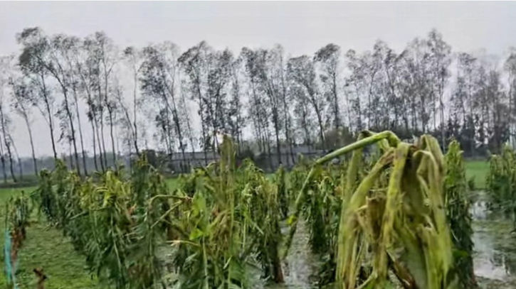 নীলফামারীতে কালবৈশাখী-শিলাবৃষ্টিতে ফসলের ব্যাপক ক্ষতি