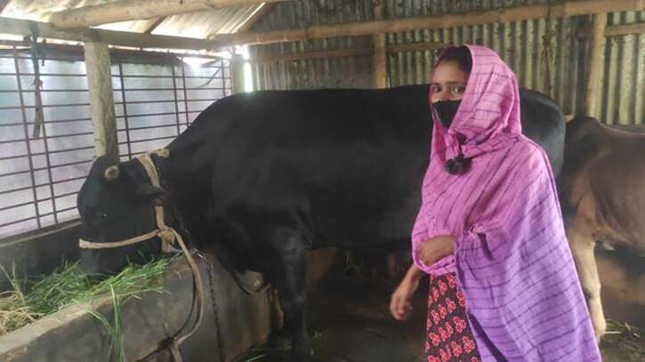 টাঙ্গাইলের গোপালপুরে নিপার স্বপ্ন ১৭ মণ ওজনের ষাঁড়