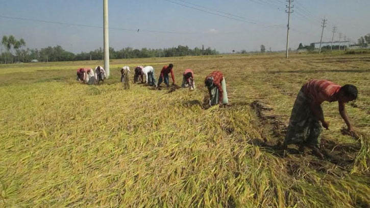 জয়পুরহাটে আমন কাটা মাড়াই শুরু : ঘরে ঘরে নবান্নের আমেজ
