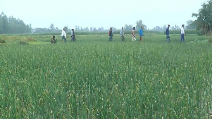 টাঙ্গাইলে ৮৫০ হেক্টর জমিতে পেঁয়াজ চাষ