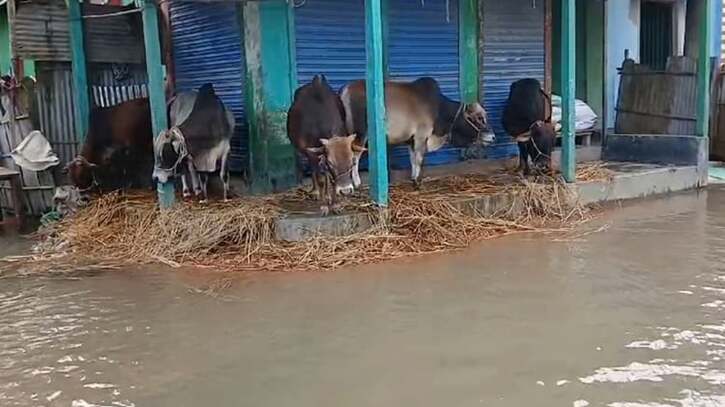 বন্যায় কুমিল্লায় প্রাণিসম্পদে ৩০৮ কোটি টাকার ক্ষতি