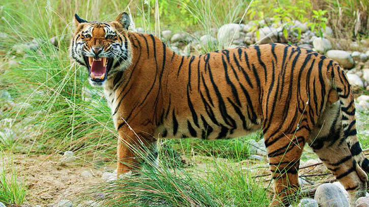 সুন্দরবনে এখন ১১৪টি বাঘ