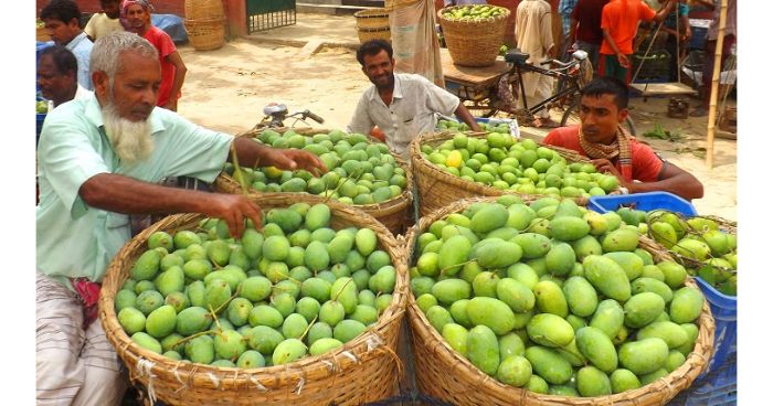 লোকসান গুনছেন আম চাষিরা