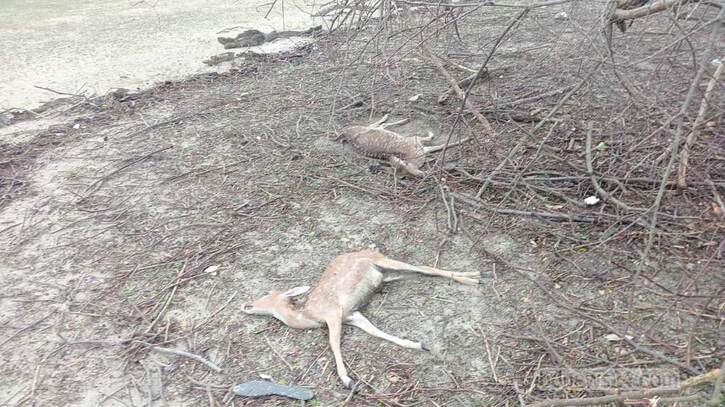রেমাল: সুন্দরবনের আরও ১৬টি বন্যপ্রাণীর মৃতদেহ উদ্ধার