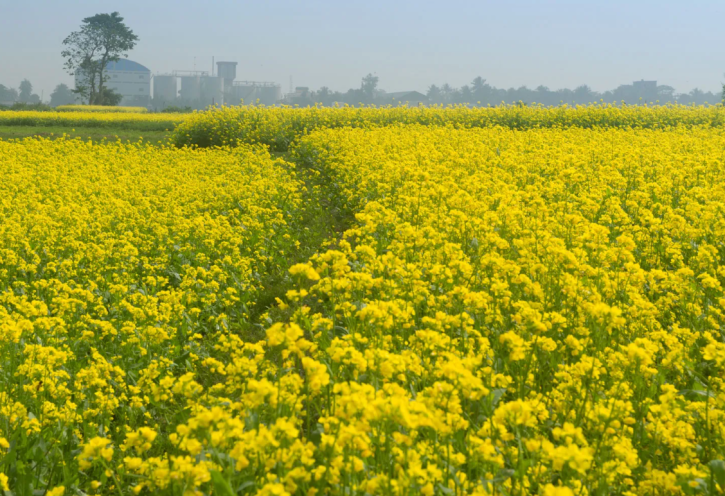 নীলফামারীর ৬ হাজার ৭৭৭ হেক্টর জমিতে সরিষা আবাদ