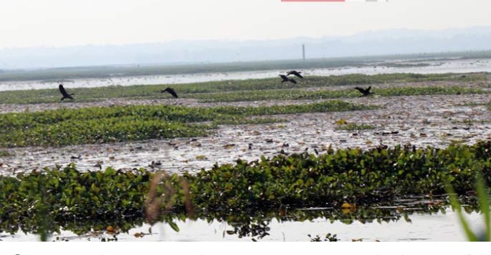 জলচর পরিযায়ী পাখির শব্দে মুখর ‘বাইক্কা বিল’