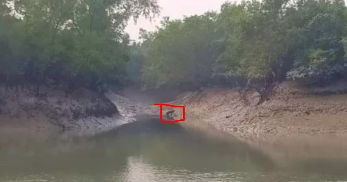 খাবারের সন্ধানে লোকালয়ের কাছে বাঘ!