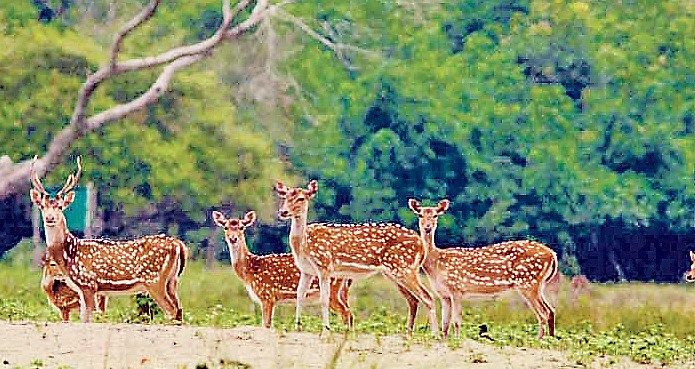 বনের জমির প্রতি চার মামলার একটিতে হার