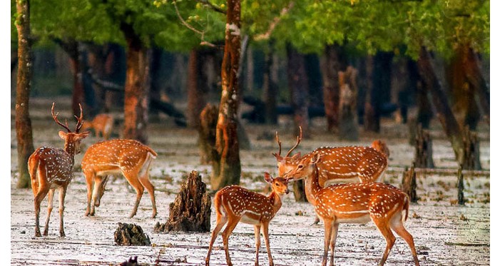 সুন্দরবনে পর্যটক প্রবেশে নিষেধাজ্ঞা