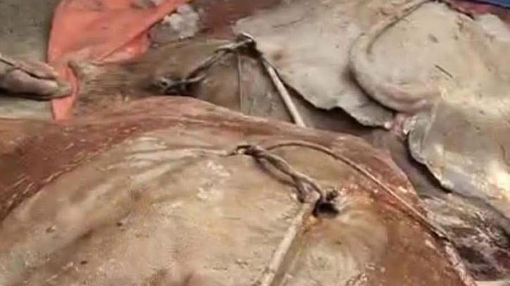 লক্ষ্মীপুরে ইলিশের জালে ৮৪ কেজি ওজনের শাপলা পাতা মাছ
