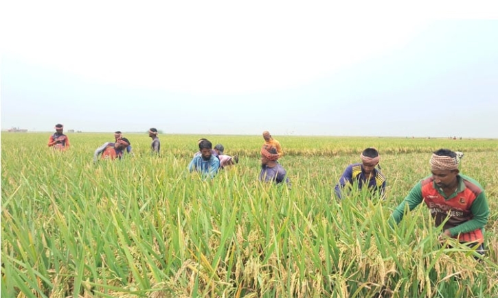 সিলেটের হাওরে ৩৩ শতাংশ ধান কাটা শেষ