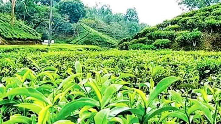 আজ জাতীয় চা দিবস