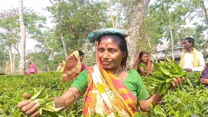 বাগানে বাগানে পাতা তোলা শুরু, চা শ্রমিকের মুখে হাসি