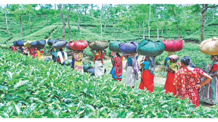 চা বাগানের শ্রমিকদের বকেয়া মজুরি পরিশোধের দাবি