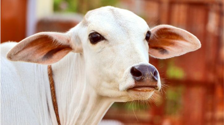 ইউক্রেন যুদ্ধের কারণে খাদ্যের অভাবে মৃত্যুঝুঁকিতে হাজার হাজার গরু