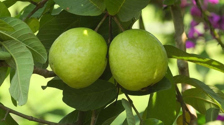 পেয়ারা — স্বাস্থ্যসচেতনতার সবুজ রত্ন