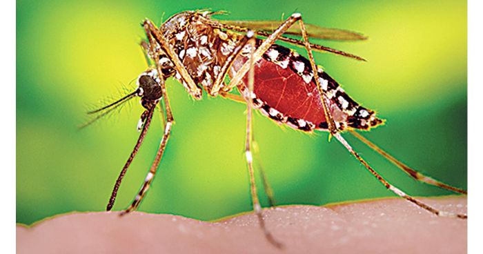 অভিভাবকদের উদ্বেগ বাড়াচ্ছে ডেঙ্গু