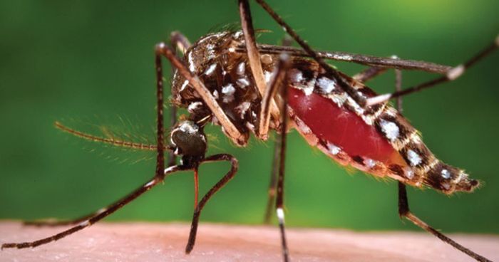 আরো ১৯০ জন ডেঙ্গুতে আক্রান্ত