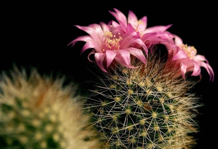 ইন্টারফেইথ: ধর্মীয় ঐক্যের নামে ঈমানহানির গোপন জাল