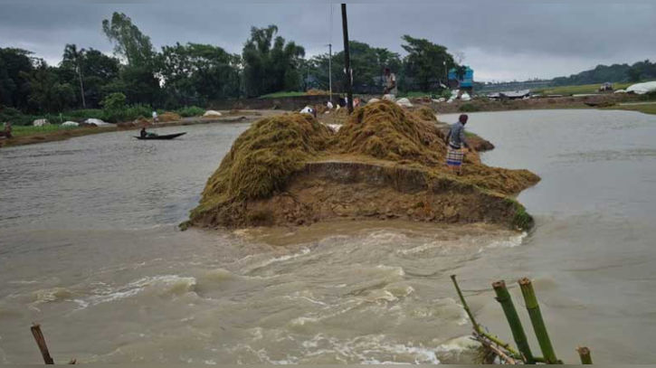 মধ্যনগরে ভেঙেছে বাঁধ, ডুবছে ইকড়াছই হাওরের পাকা ধান