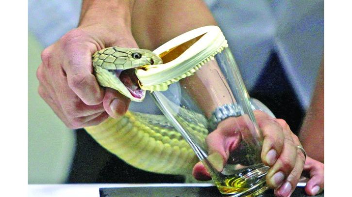 ময়মনসিংহে আট কোটি টাকার সাপের বিষসহ আটক ৫