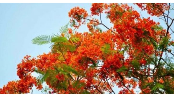 আজ পহেলা ফাল্গুন, আজ অনুভব ও ভালোবাসার দিন