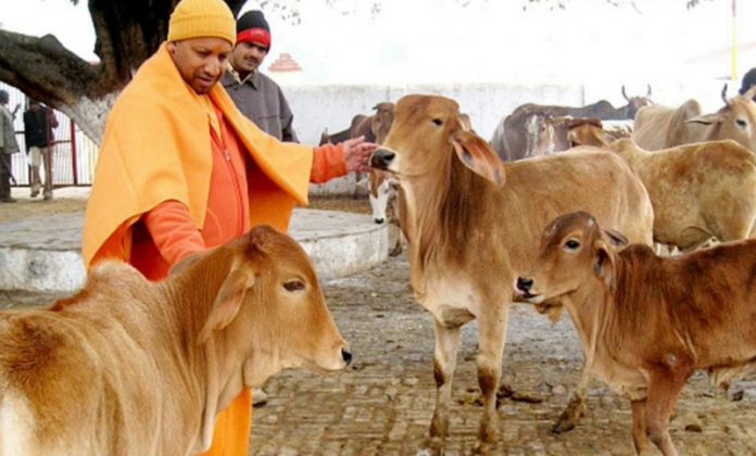 গরু জবাই নিষিদ্ধ করে মাংস রফতানি করা বিজেপির ভণ্ডামি: কংগ্রেস
