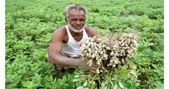 হাওরে বাদামের বাম্পার ফলনে বেশ ফুরফুরে কৃষক 