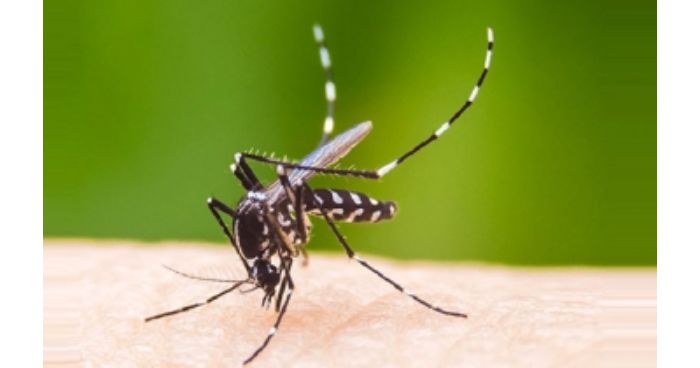 ২৪ ঘণ্টায় ডেঙ্গুতে আক্রান্ত হয়ে আরো ১৯০ জন হাসপাতালে ভর্তি
