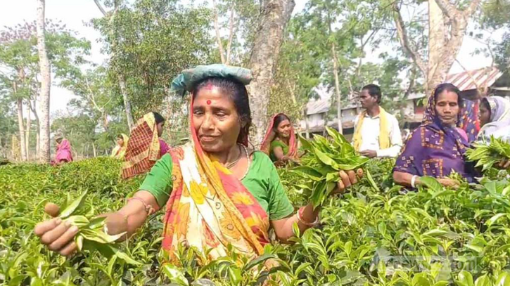 চা বাগানে পূজা ও উৎসবের মধ্য দিয়ে পাতা তোলার কাজ শুরু