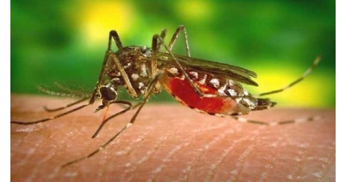 আরও ২৪৬ জন ডেঙ্গু রোগী  হাসপাতালে
