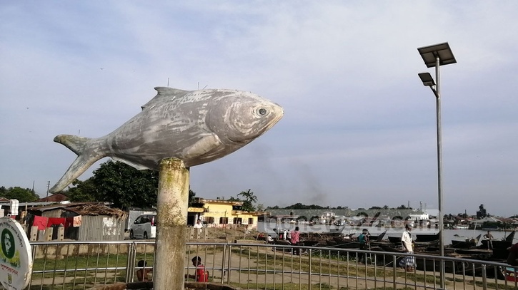 হালে পানি পেল না প্রাণের ইলিশ চাষের উদ্যোগ