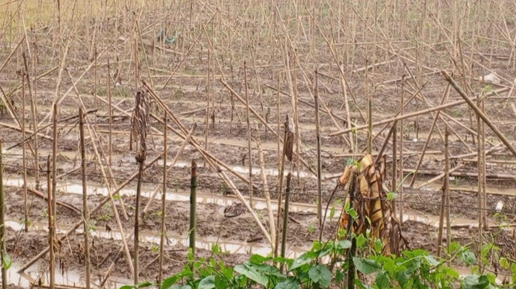 বন্যায় বান্দরবানে ৮ হাজার ৮৫০ হেক্টর জমির ফসল ক্ষতিগ্রস্ত