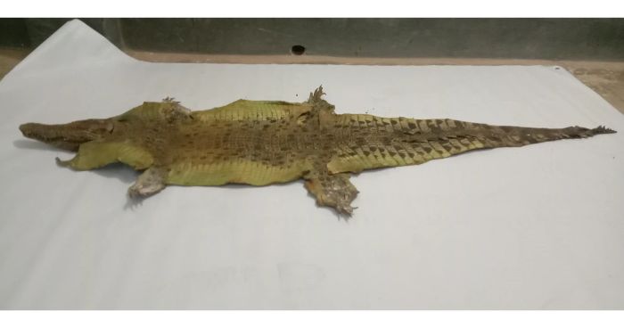 পাথরঘাটায় কুমিরের চামড়াসহ এক ব্যক্তি আটক