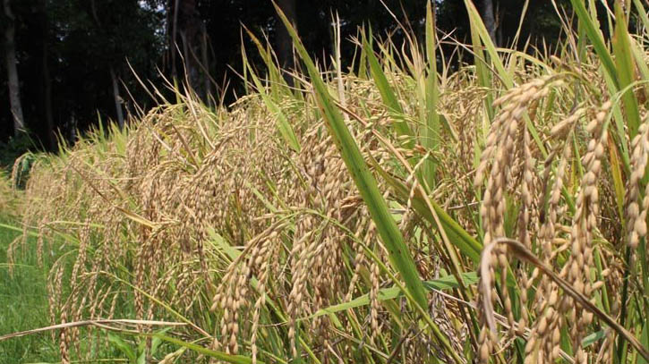 খাদ্যে উদ্বৃত্ত উপজেলা টুঙ্গিপাড়া