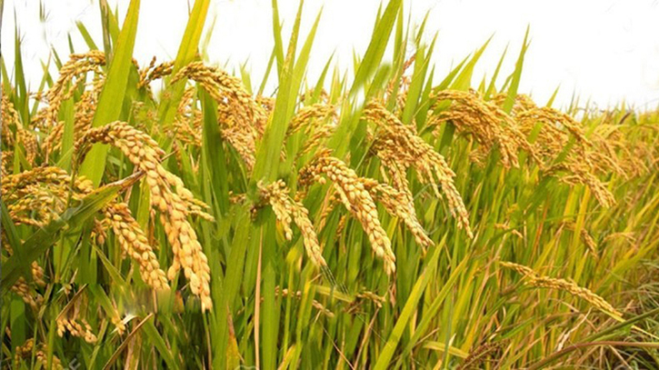 কয়েক বছর পর এবার ধান ভালো হয়েছে