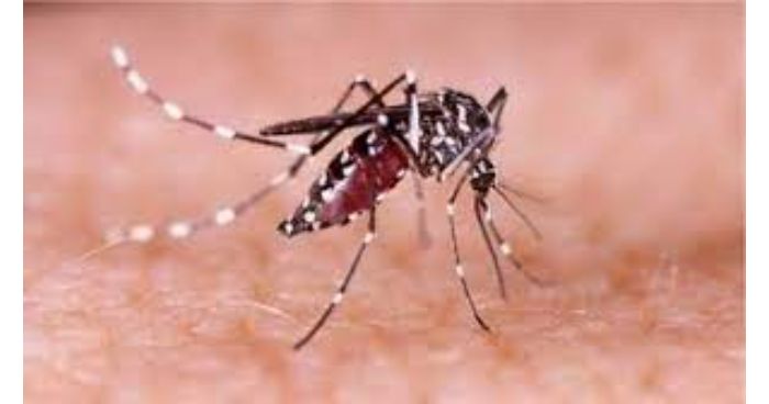 সারাদেশে একদিনে ডেঙ্গু নিয়ে হাসপাতালে ভর্তি ১৯০ জন
