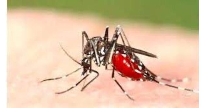 ২৪ ঘন্টায় ২২১ জন ডেঙ্গু রোগী হাসপাতালে