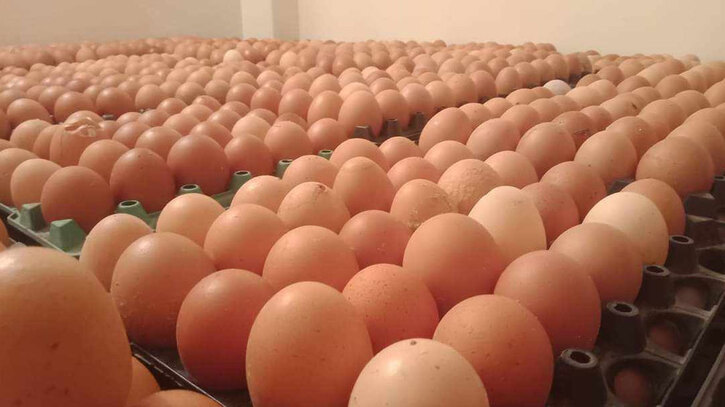 চলতি সপ্তাহে আমদানিকৃত ডিম দেশে পৌঁছাবে : বাণিজ্যমন্ত্রী